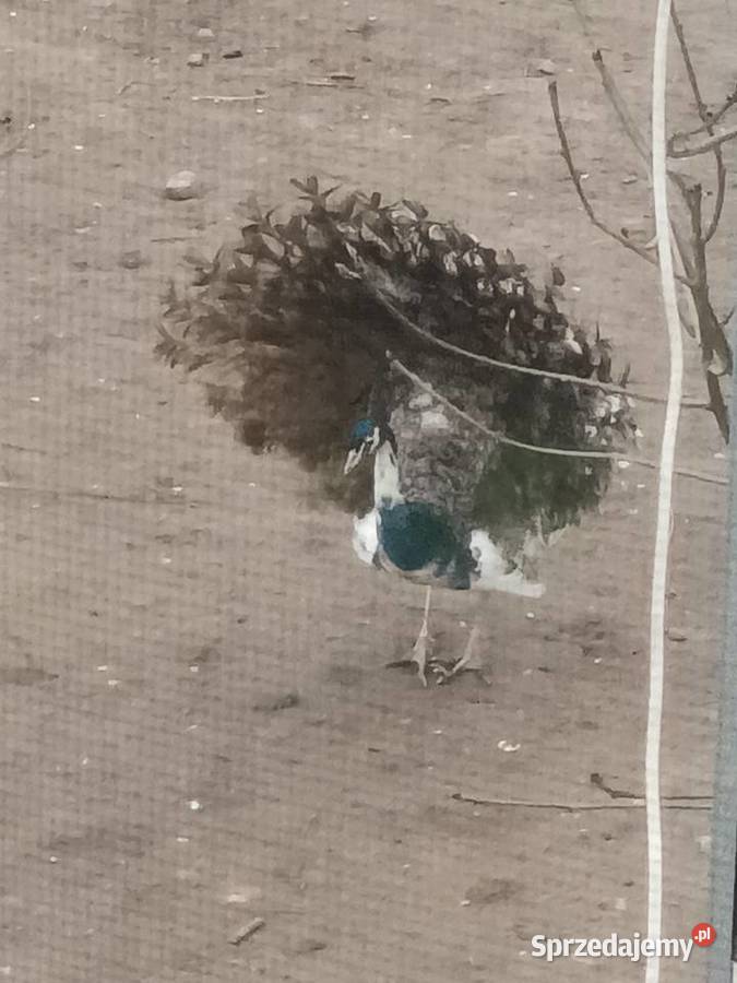 Pawie samceSprzedam Płock