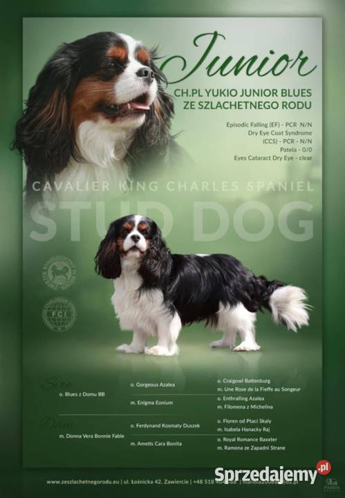 Szczeniak piesek Cavalier King Charles Spaniel śląskie Częstochowa