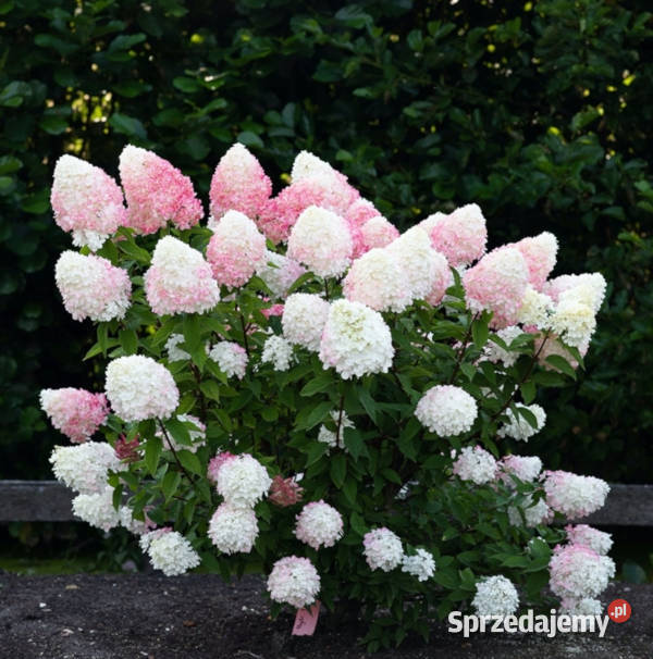 HORTENSJA BUKIETOWA Pink Rose sadzonki w Ustronie