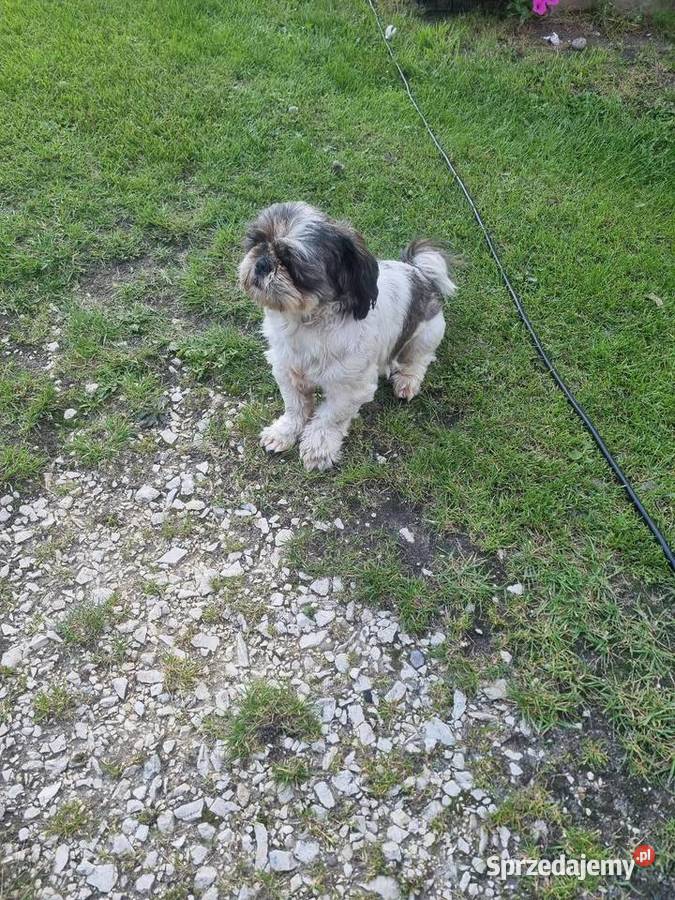Shih tzu reproduktor Busko-Zdrój