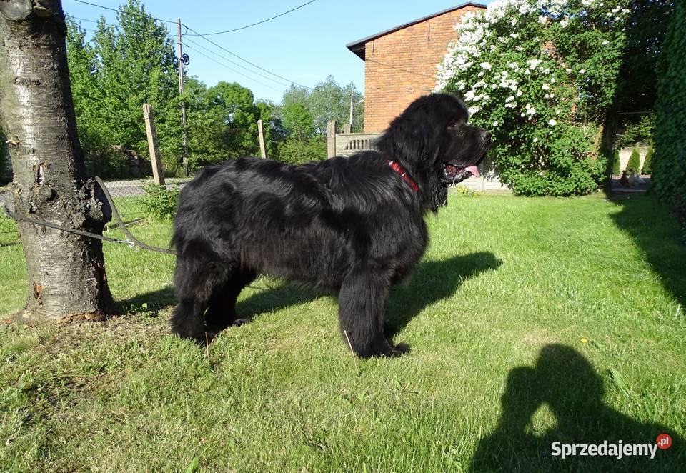 Nowofundland szczeniaki