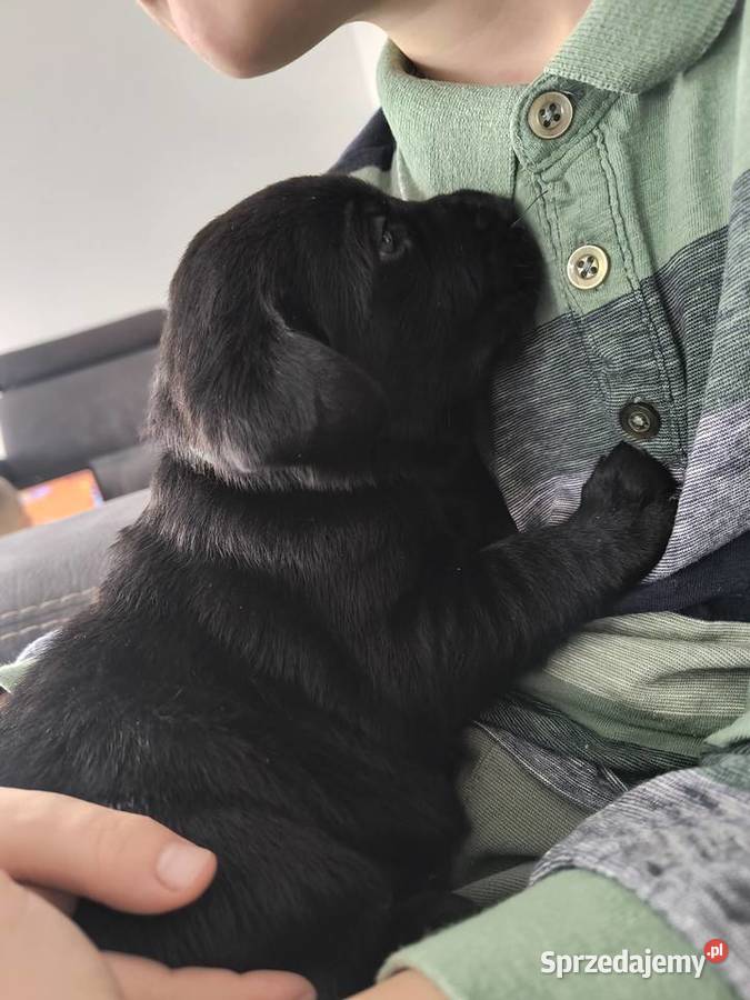 Labrador retriever małopolskie Słopnice