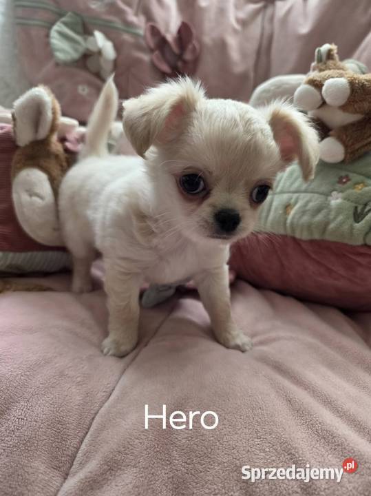 Chihuahua piesek ZKwP CH Łódź