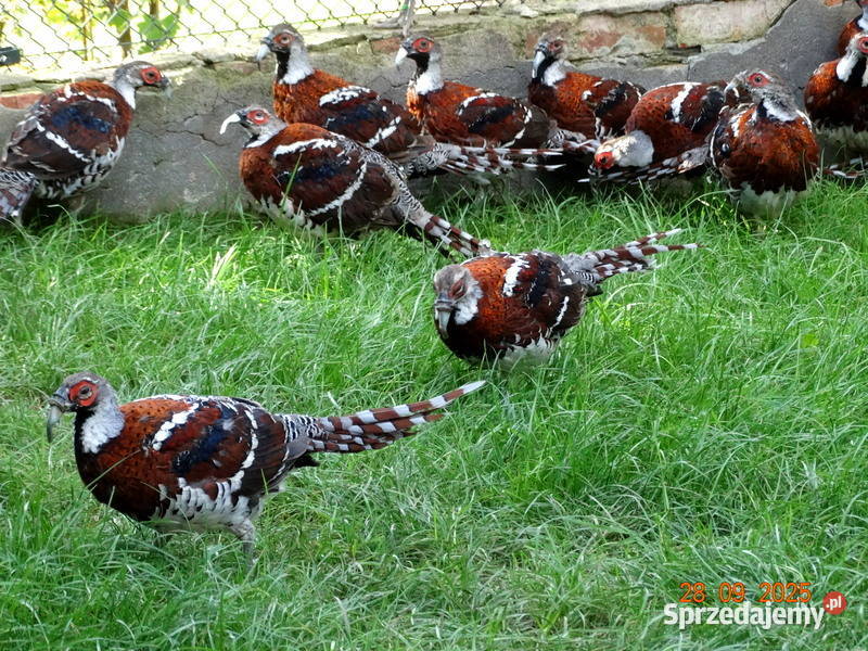 Sprzedam Bażanty Kasztanowe Elioty Bażant z 2025 Gostyń sprzedam