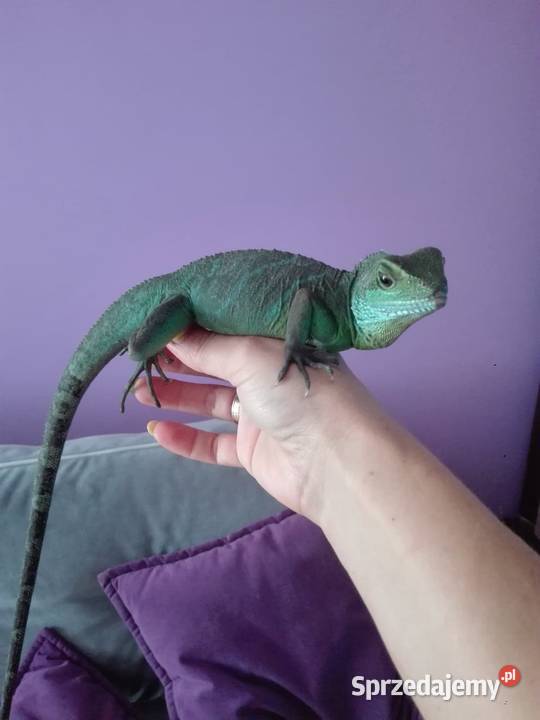 Agama Błotna Zielona warmińsko-mazurskie