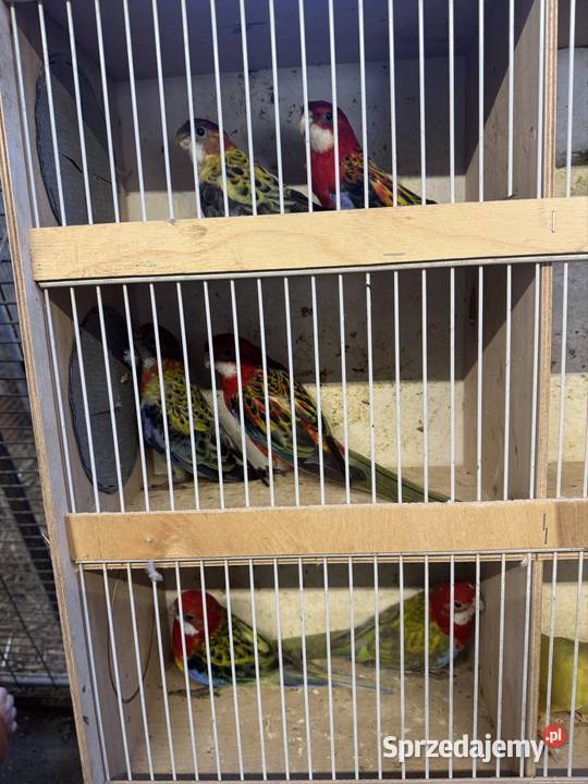 Sprzedam papugi Pawłowice