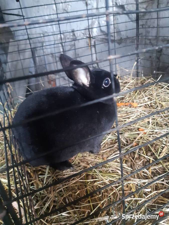 Królik miniaturka Rex samica Poddębice