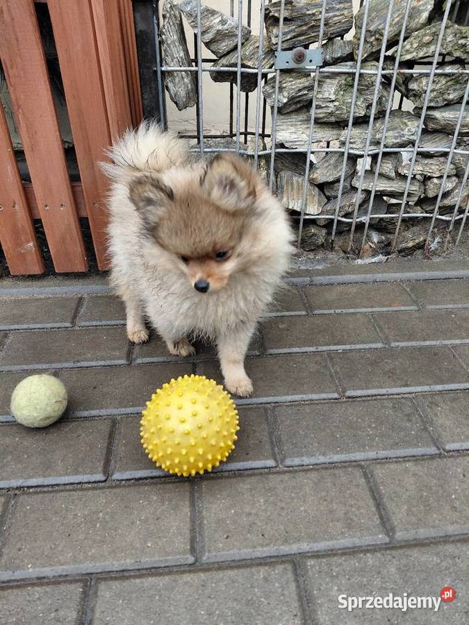 Ślicze szczenieta Szpic Miniaturowy Szpic miniaturowy