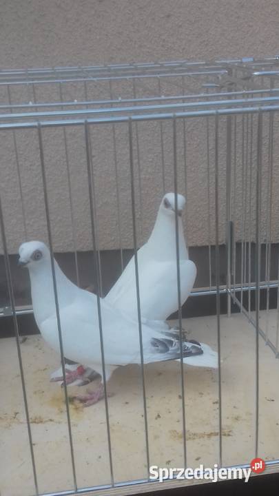 Gołębie rasowe ozdobne WINERKI młode Ptaki Strzyżów
