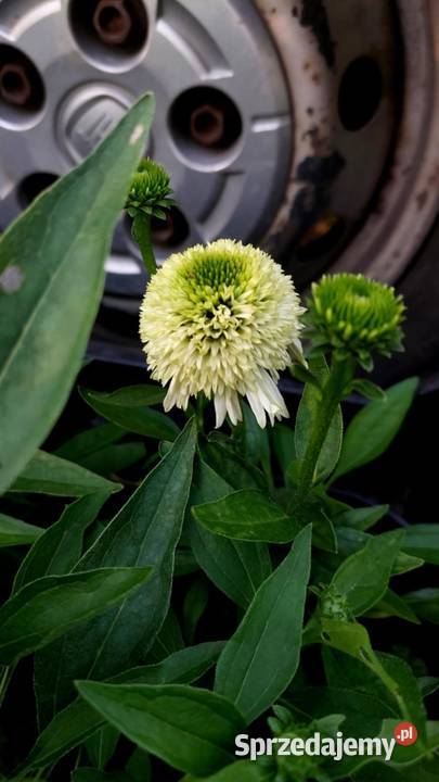 Byliny Rabatowe lubelskie