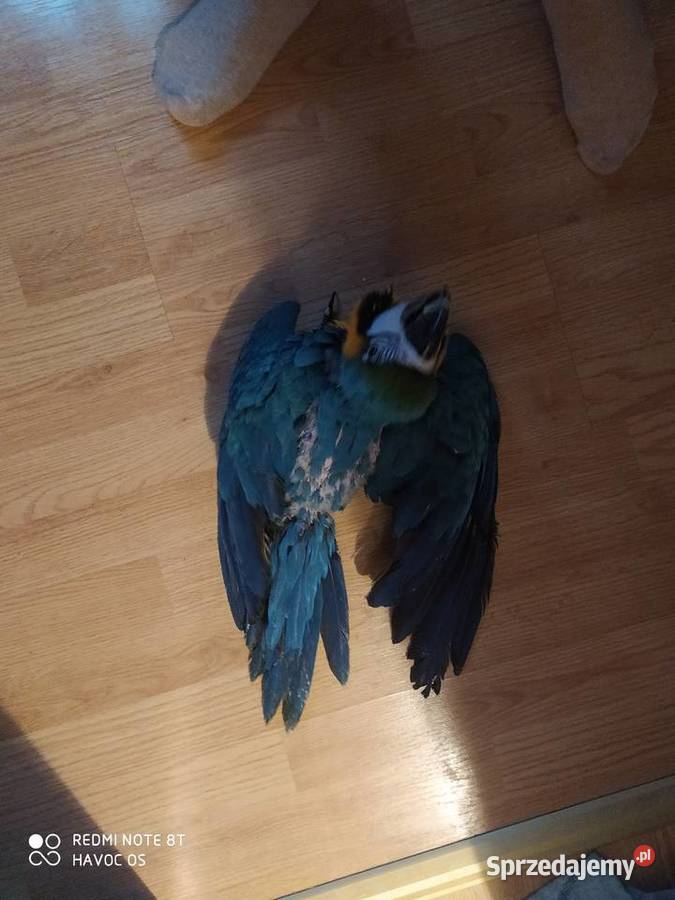 Papuga arauna Rydułtowy