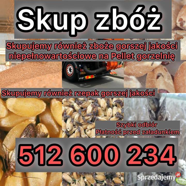 Zboże pszenica pszenżyto rzepak odbiór cała Kruszwica