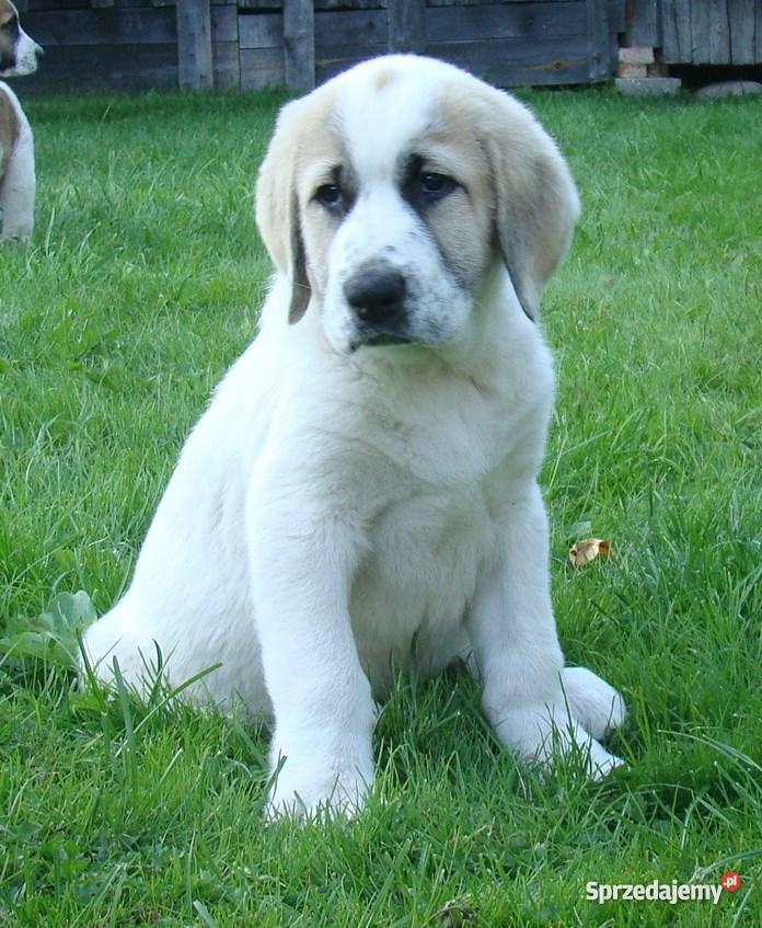 Owczarek środkowoazjatycki rodowodowe szczenięta warmińsko-mazurskie Olecko