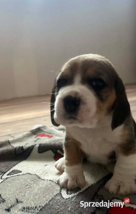 Beagle tricolor ZKwP Konopiska