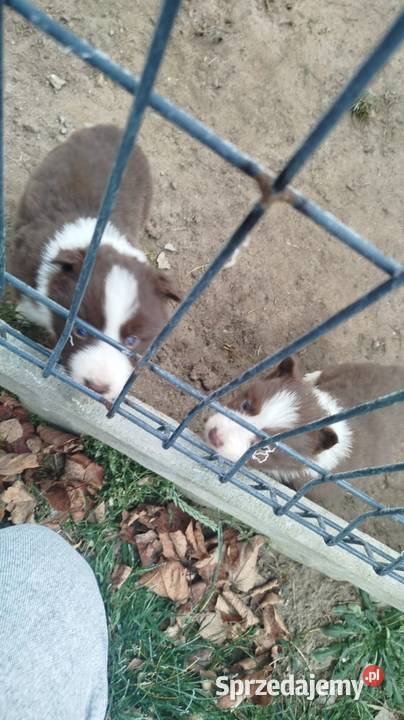 Bordel colie szczeniaki sunie pieski pomorskie Sierakowice