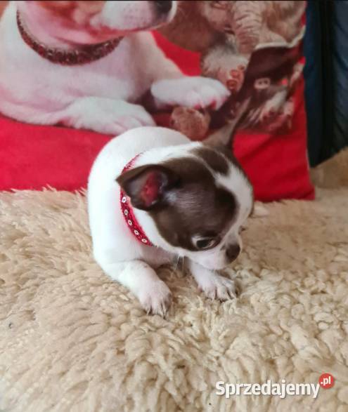 Śliczny piesek Chihuahua biało czekoladowy Częstochowa