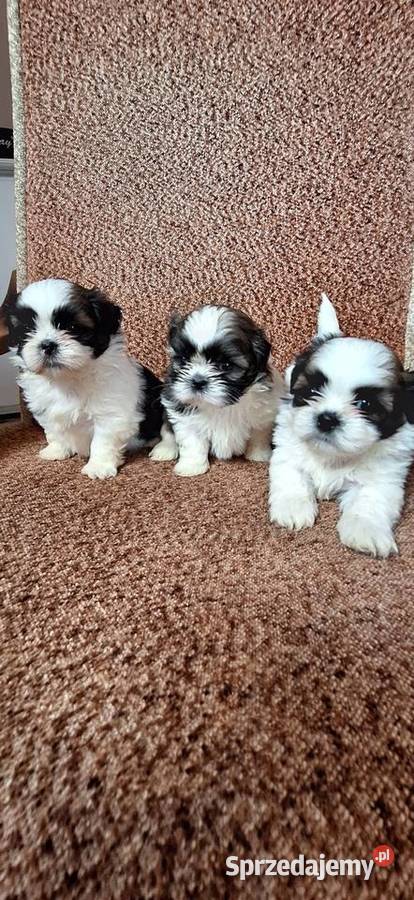 Shih Tzu suczki I pieski Przysucha