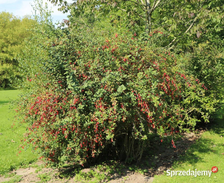 BERBERYS POSPOLITY Berberis vulgaris NASIONA 600 kujawsko-pomorskie Lubanie
