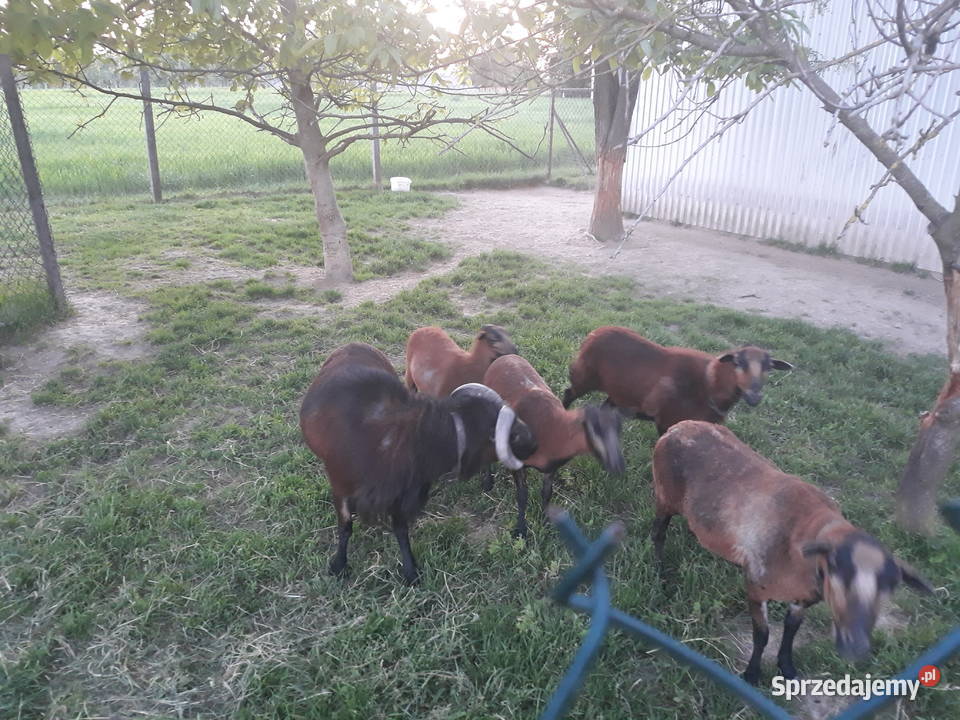 Owce kameruńskie Likwidacja stada lubelskie Ostrów-Kolonia