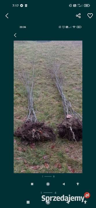 Grab sadzonki samosiejki Półwieś