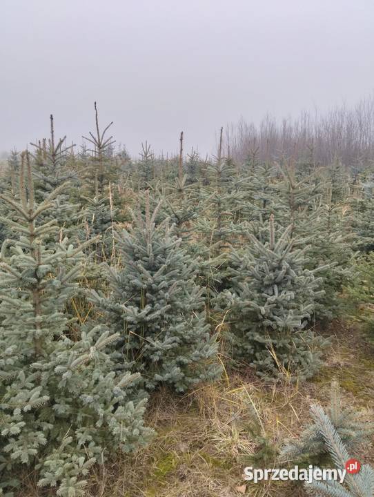 Świerk Srebrny hurt Grójec
