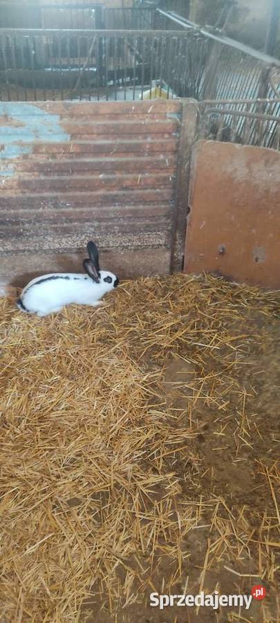 Sprzedam króliki Krotoszyn sprzedam