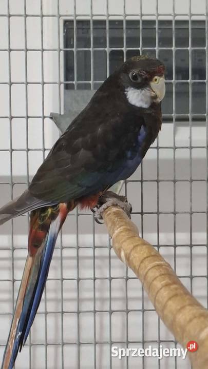 Rozella białolica 2025 Ptaki Mława