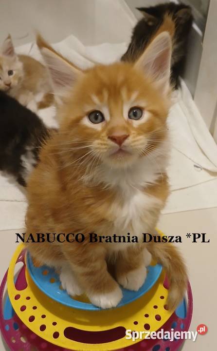 Maine Coon kocurki Warszawa