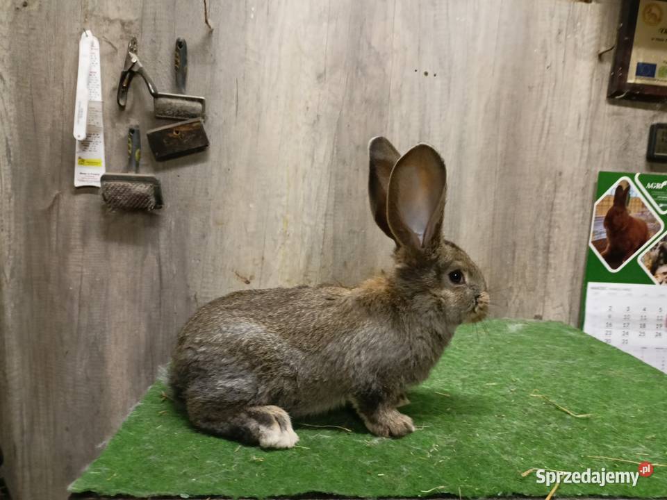 Belgijski olbrzym Leżajsk