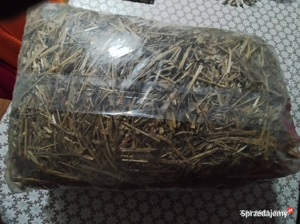 Słoma królika kujawsko-pomorskie Kcynia