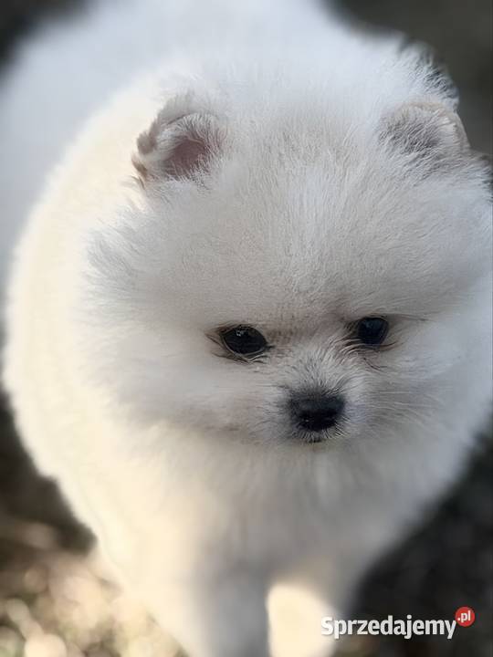 Szpic miniaturowy Pomeranian