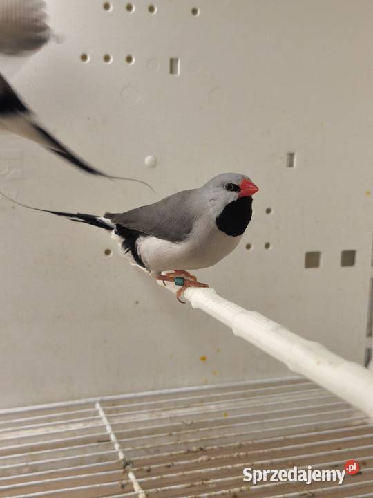 Amadyny Ostrosterne Różne Mutacjr Mielec