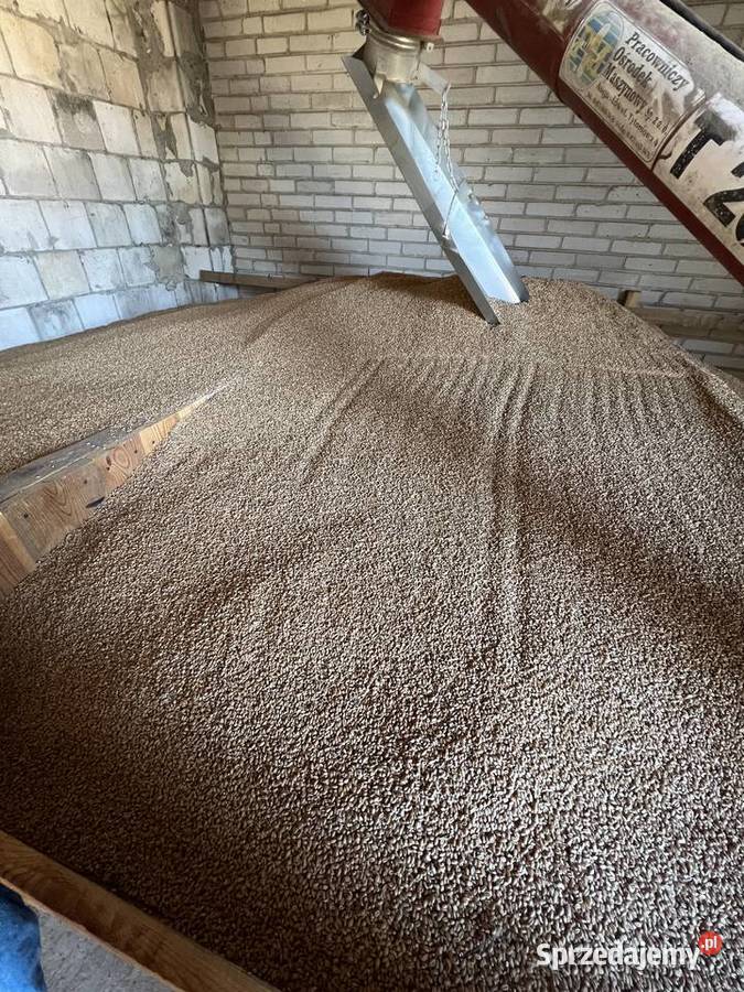 Pszenica ozima Euforia 2024 Seredzice