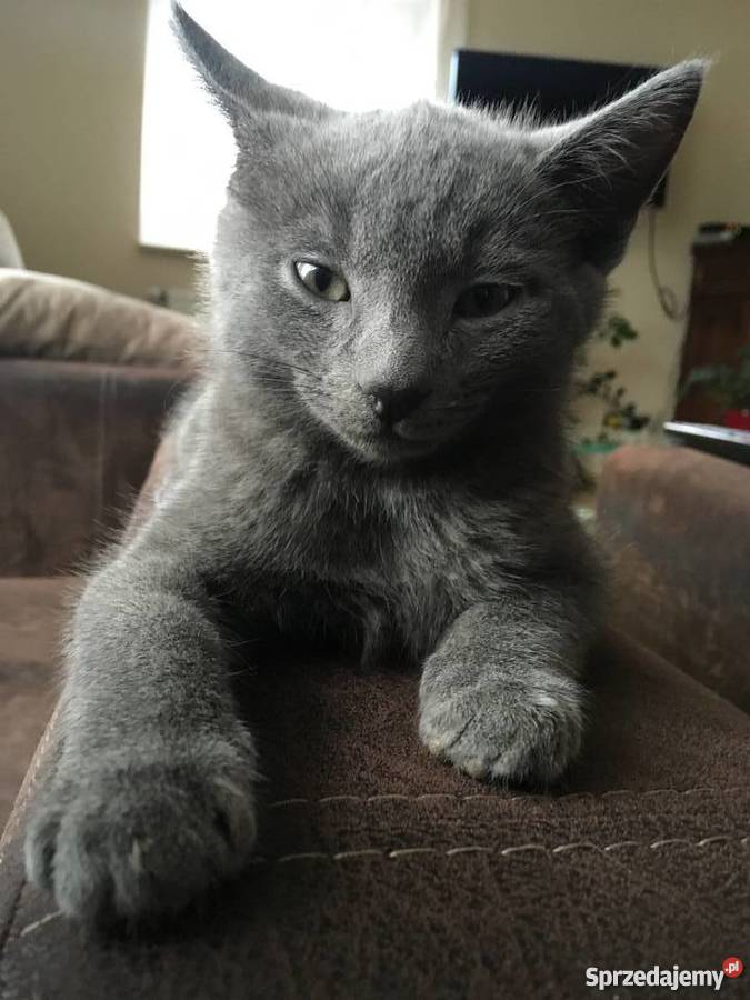 Kociaki Rosyjskie Błękitne