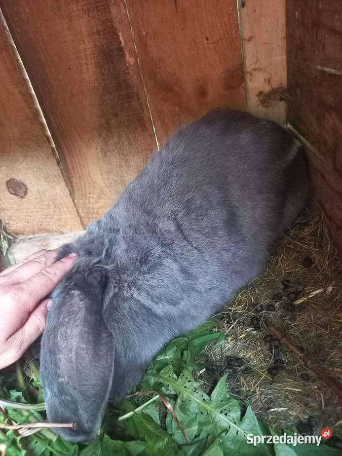 Krolik duży z Baranów Szary Pozostałe Lipno sprzedam