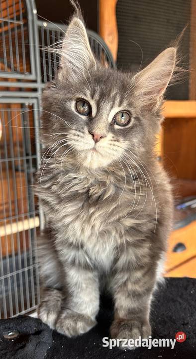 Maine coon Miękinia