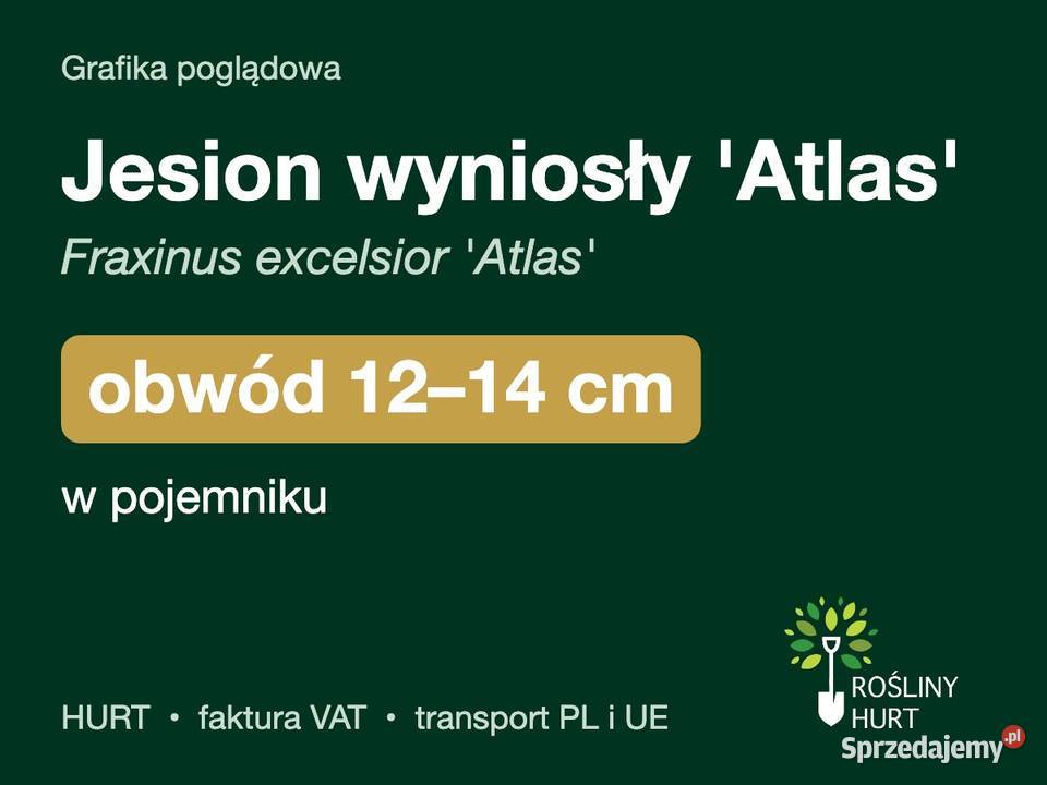 Jesion wyniosły Atlas obwód 1214 w pojemniku