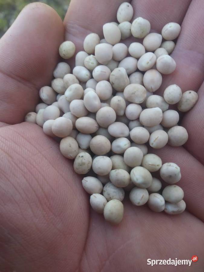 Łubin gorzki wąskolistny oskar Szczawin