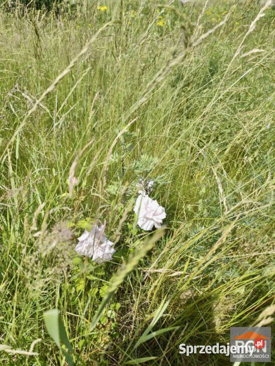 Sprzedaż gruntu Zagórze 6302 metry 6302m2