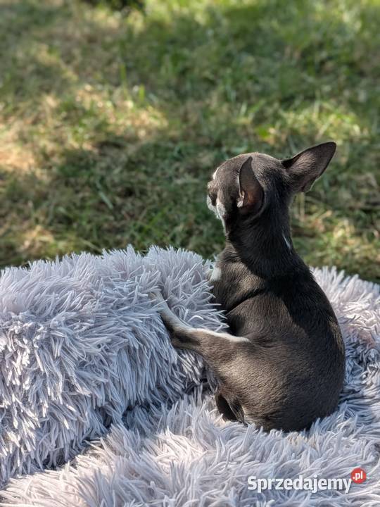 Chihuahua suczka xxs Chihuahua Szczaworyż