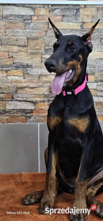 Szczeniak dobermana Skierniewice sprzedam