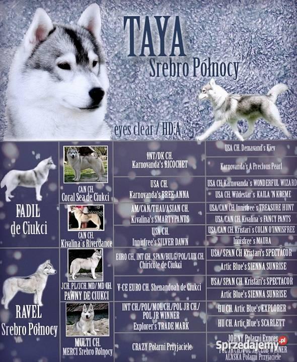 Siberian Husky piekne szczenieta z rodowodem FCI Kraków