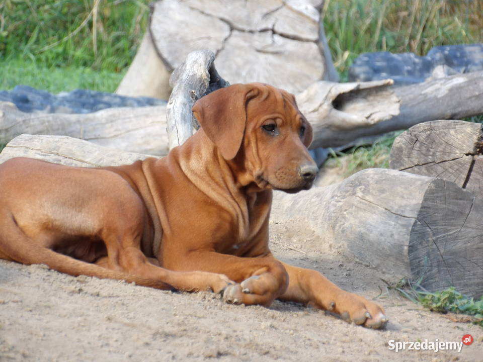 Szkolenie Szczenięta Rhodesian Ridgeback ZKwPFCI Kraków