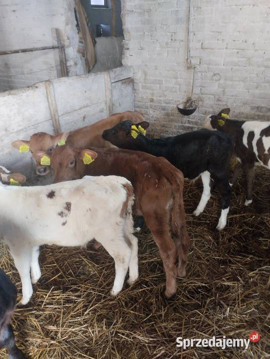 Byczki do sprzedania