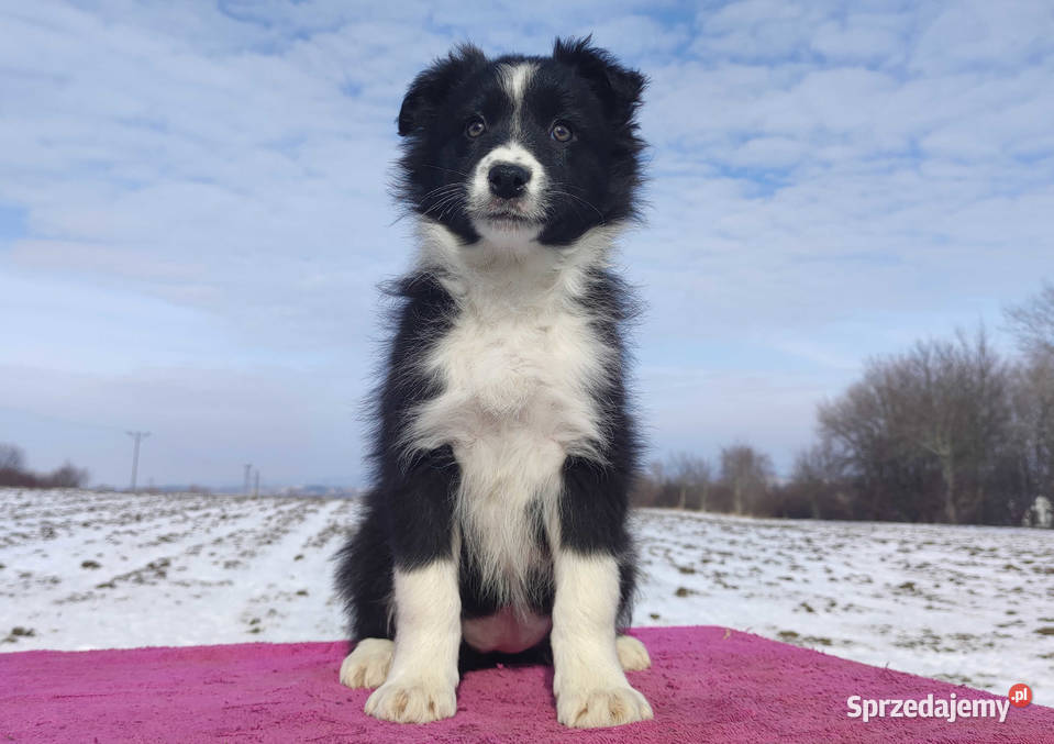 Suczka Border Collie z pełną dok Rasowa z sprzedam