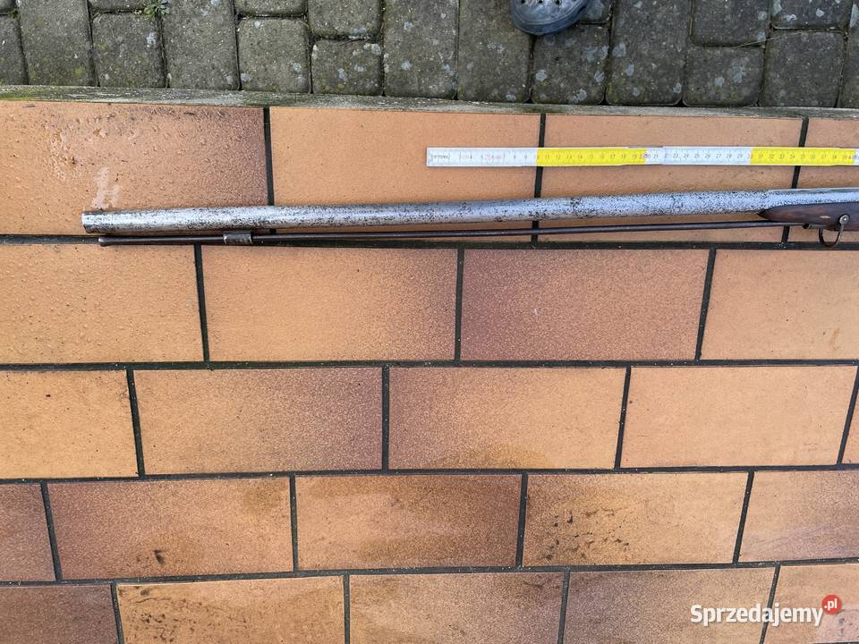 Ptaszniczka belgijska kapiszonowa Czaplinek sprzedam