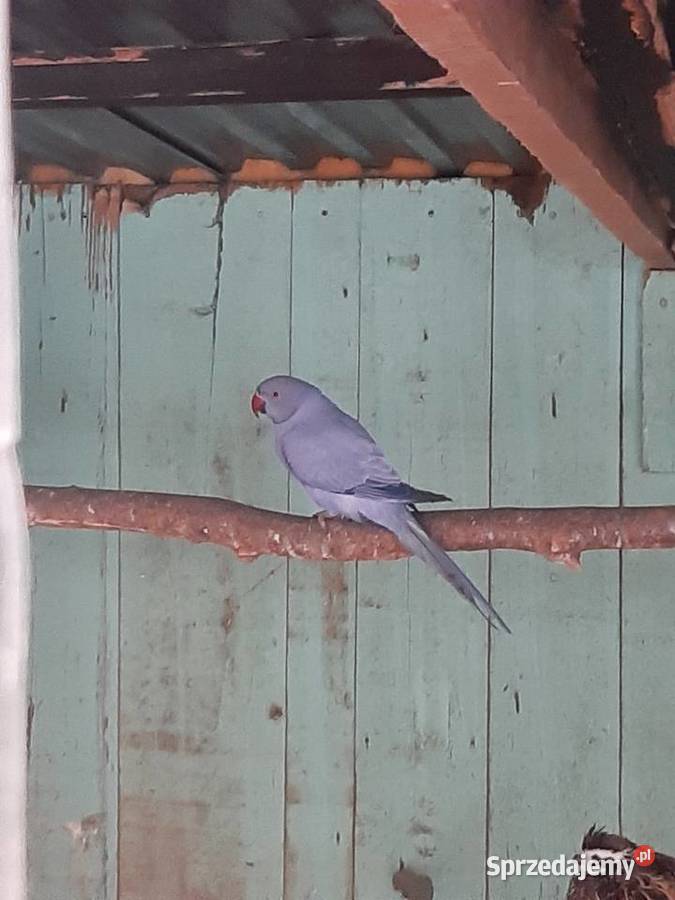 Aleksandretty obrożne różne mutacje Skała