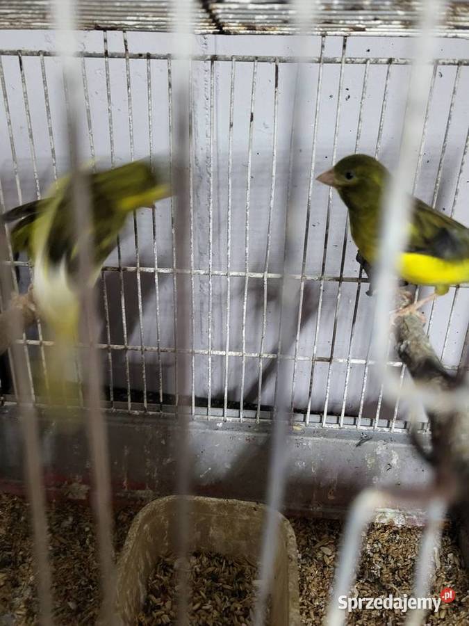 Kanarki hiszpańskie timbradory Wrocław