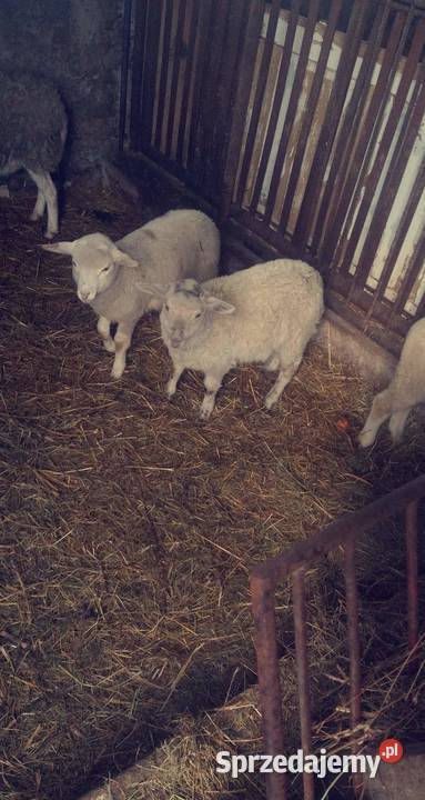 Owce dwie owieczki łódzkie