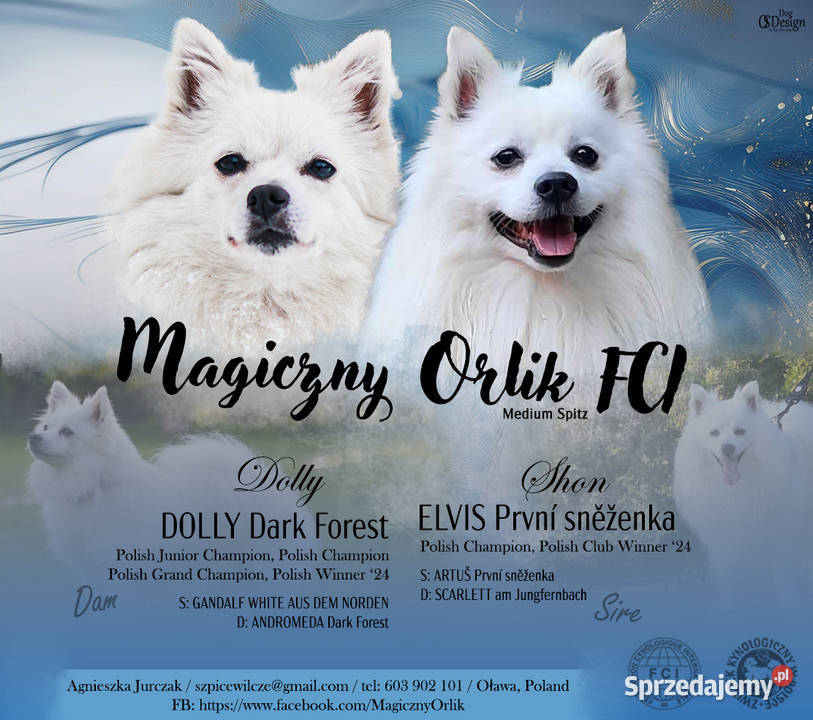 Szpic średni biały Zwierzęta Oława